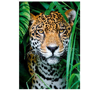 Jaguar en la jungla