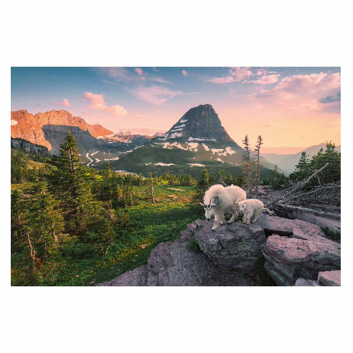 Cabra y cabrito en Glacier National Park Montana