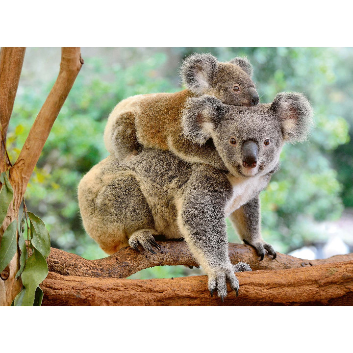 Koalas en familia