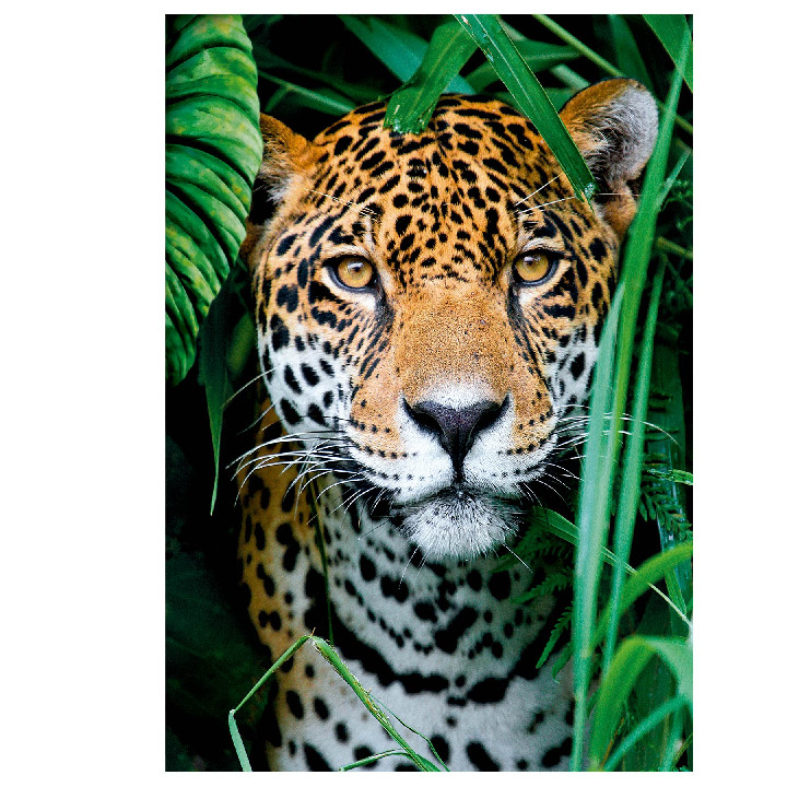 Jaguar en la jungla